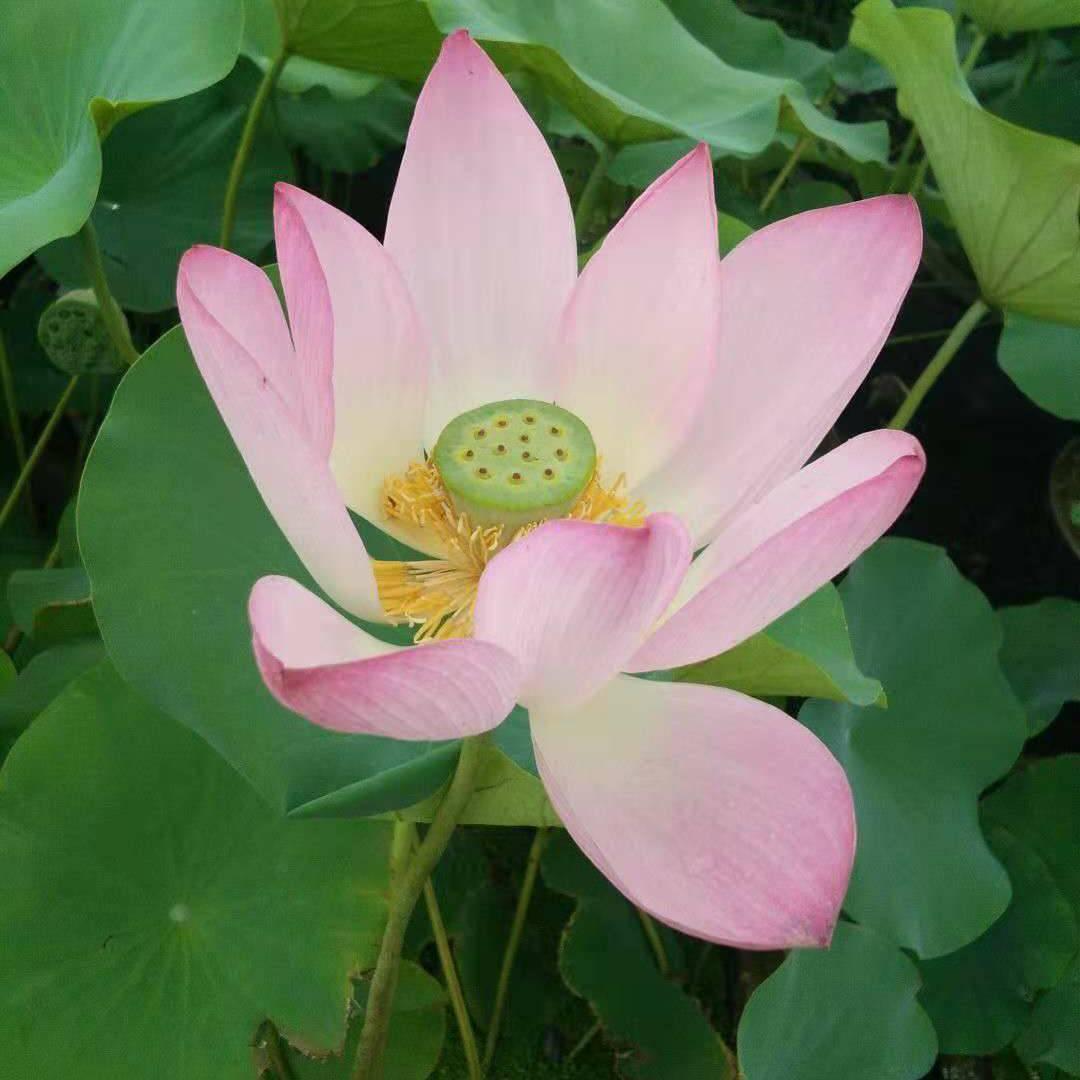 幸福时光588