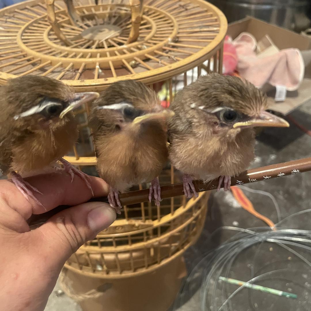老兵鸟食