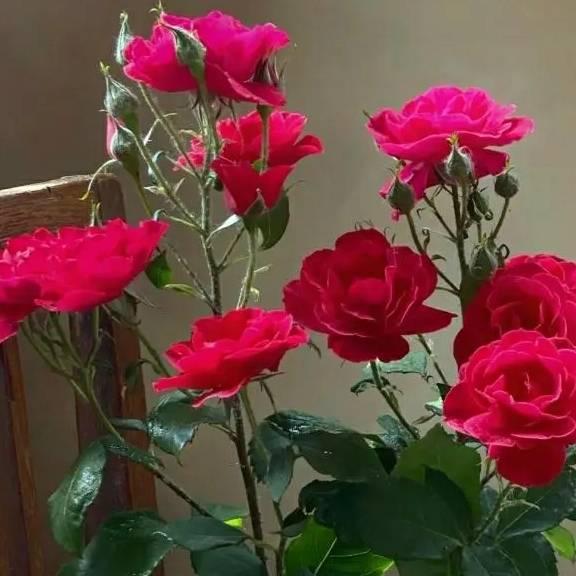 贰零壹捌🌹壹❤️路🍓发🌸发🌹