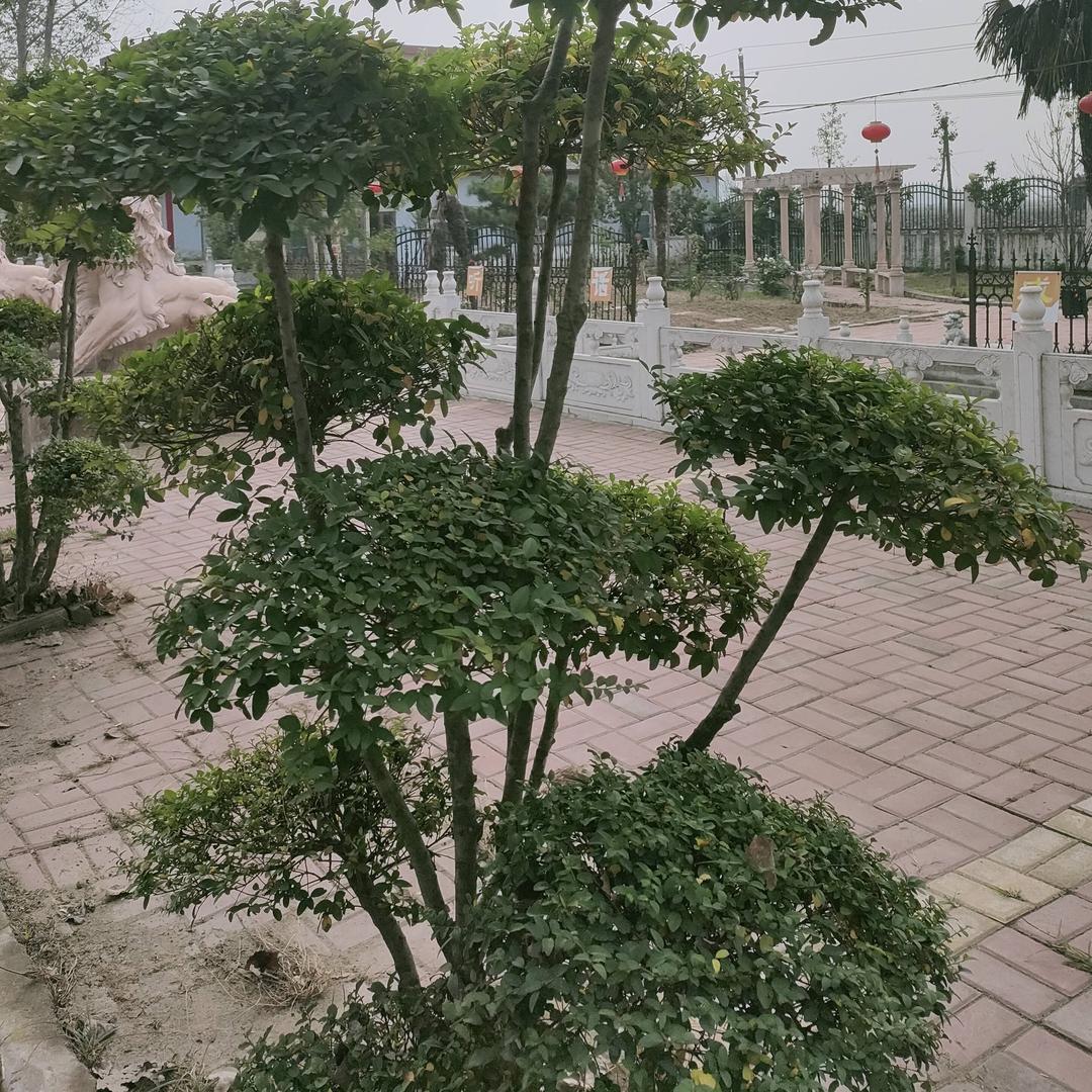 越调好心情