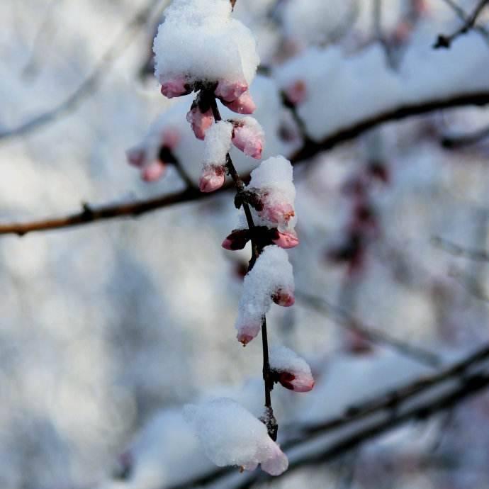 💦阳春三月雪💦