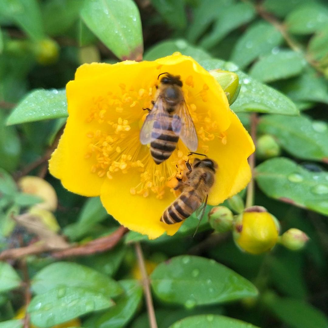 一只蜂 仓蜂蜂王