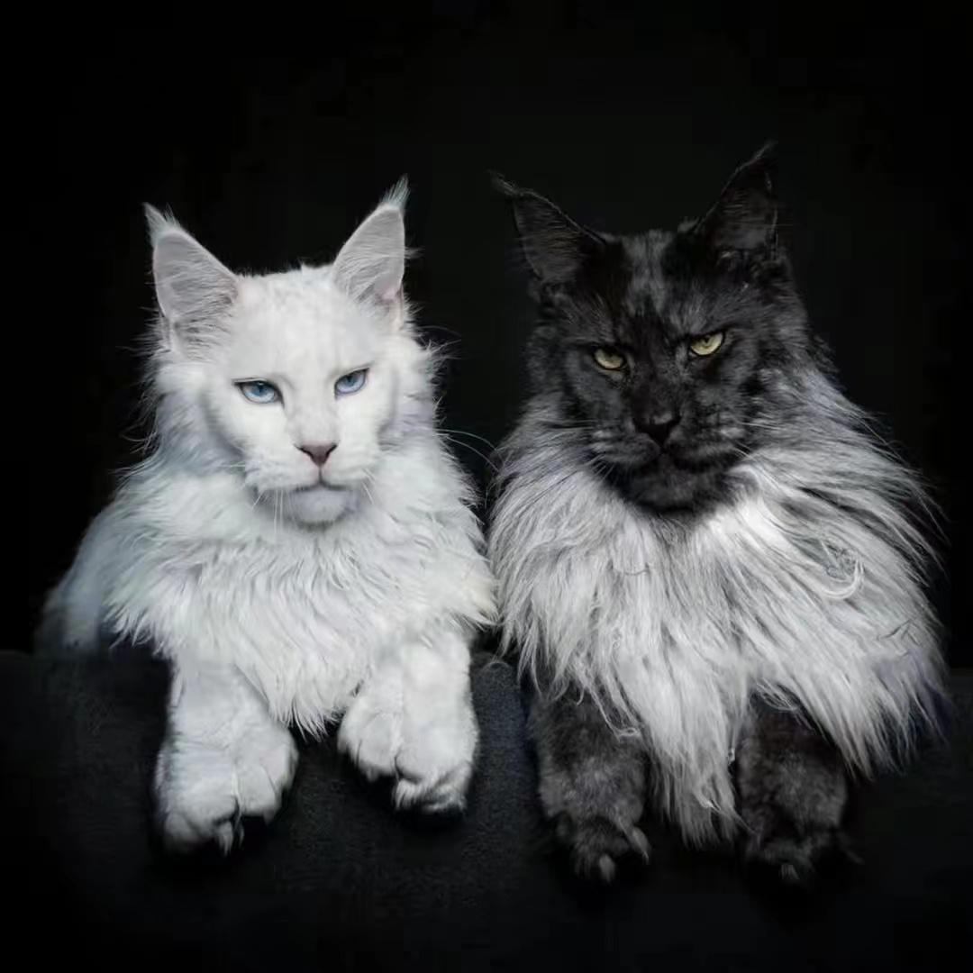 猫王🎩🎩