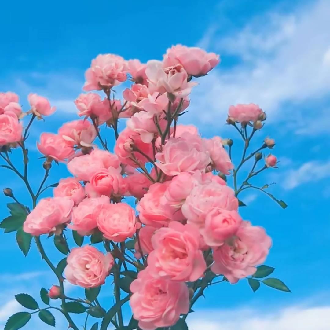 小城的生活日记🌸