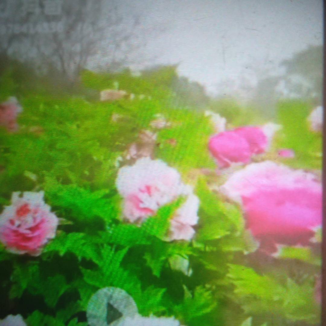 施施🍎家管理🍎