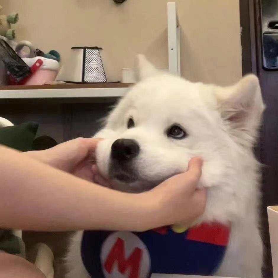 无敌虎暴龙战士