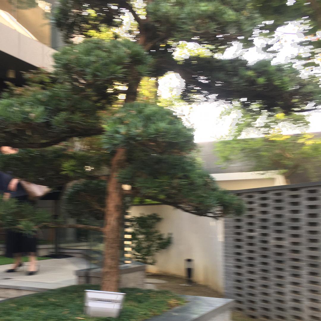 老狼