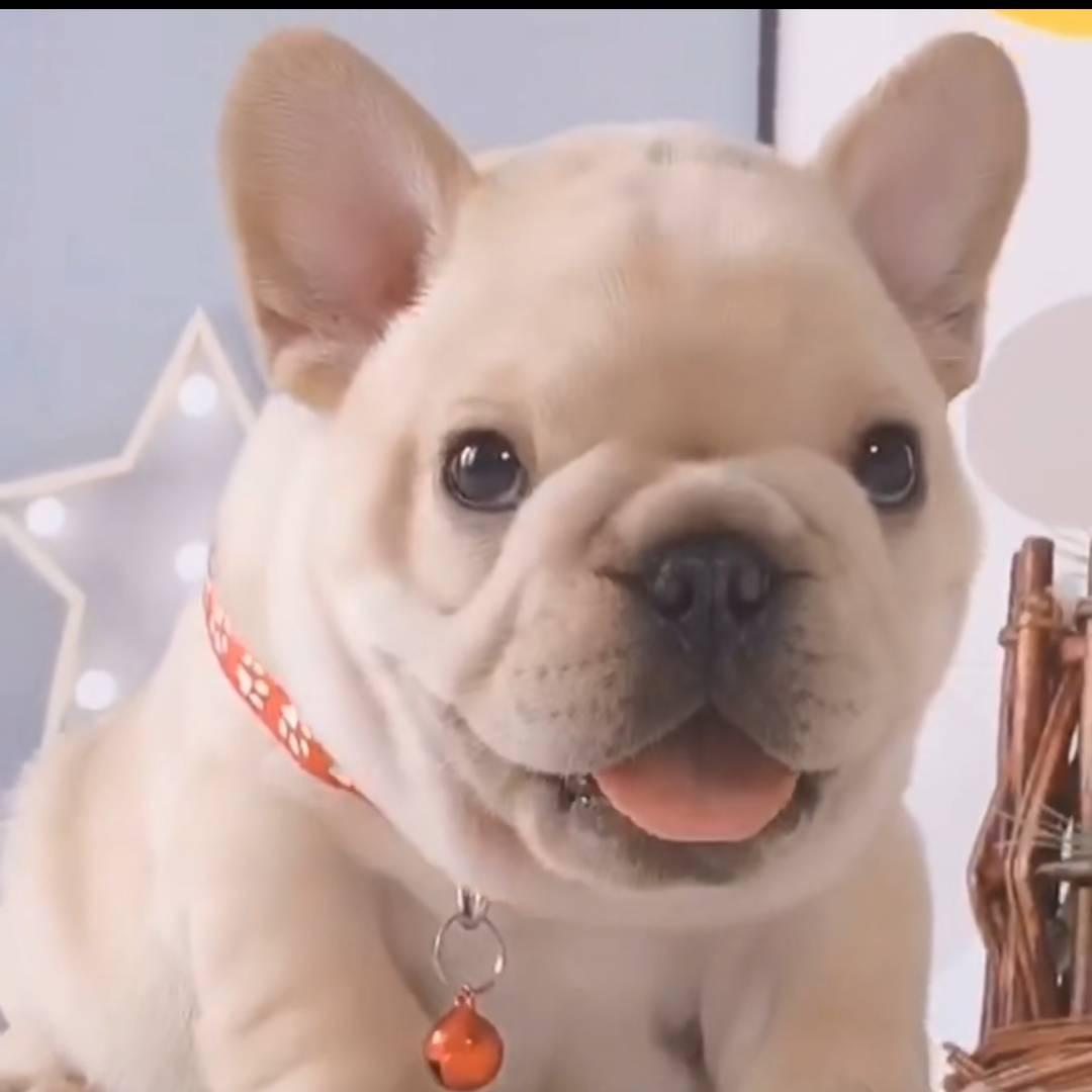 彩虹糖~宠物直播