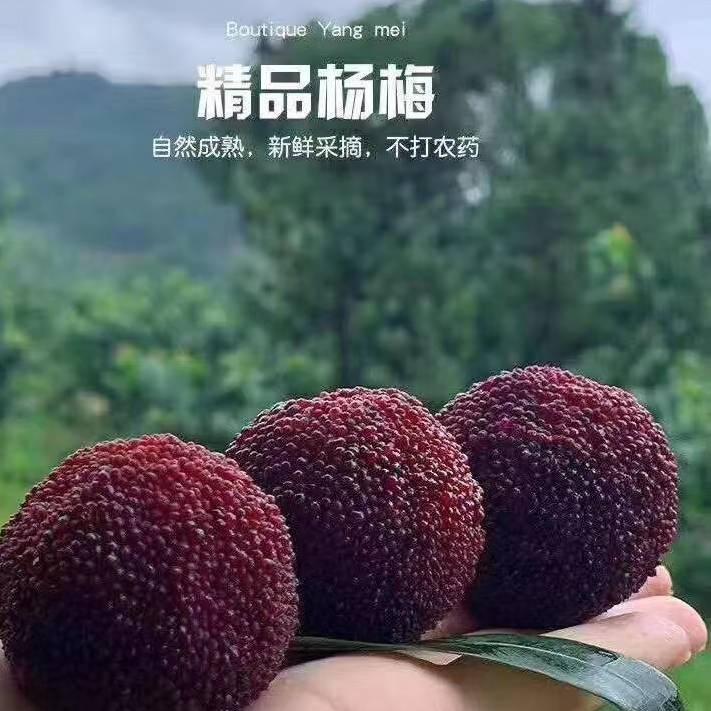 仙居县御梅杨梅农场