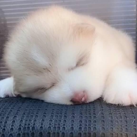 拱白菜的小猪