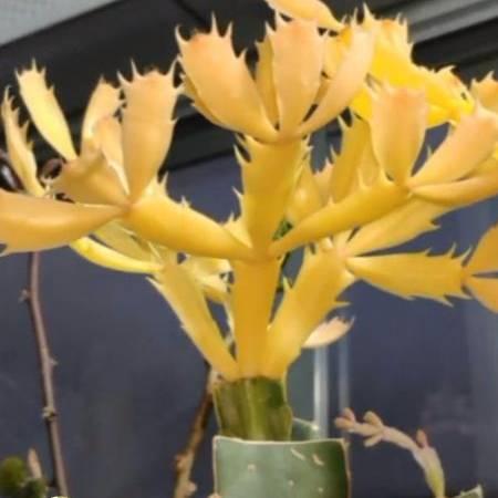 童心多肉花童