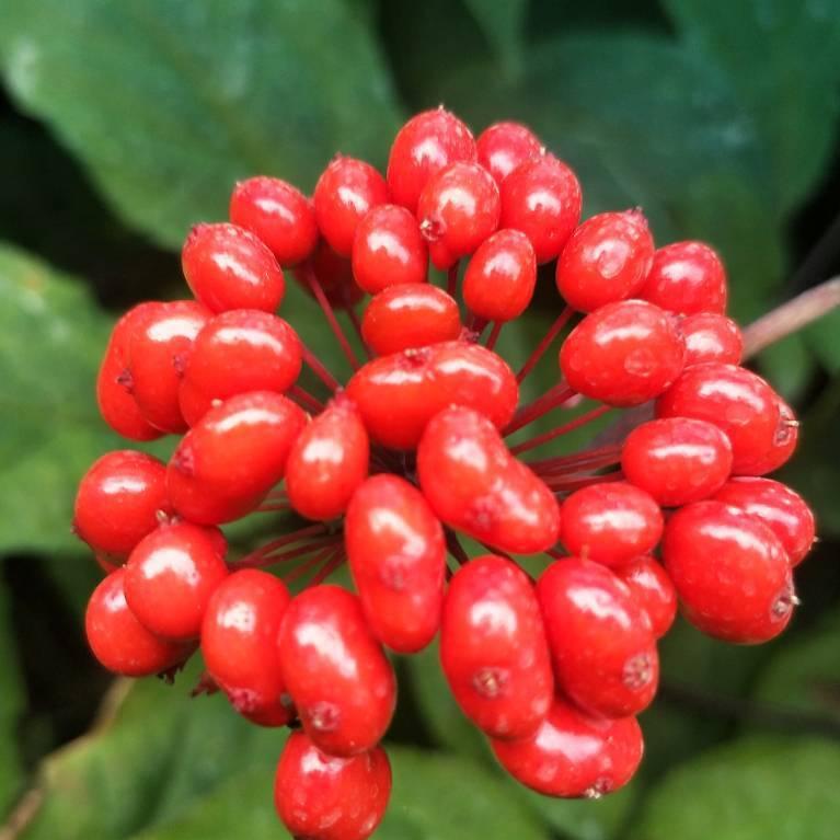 💍暖风吹～雪花🌷