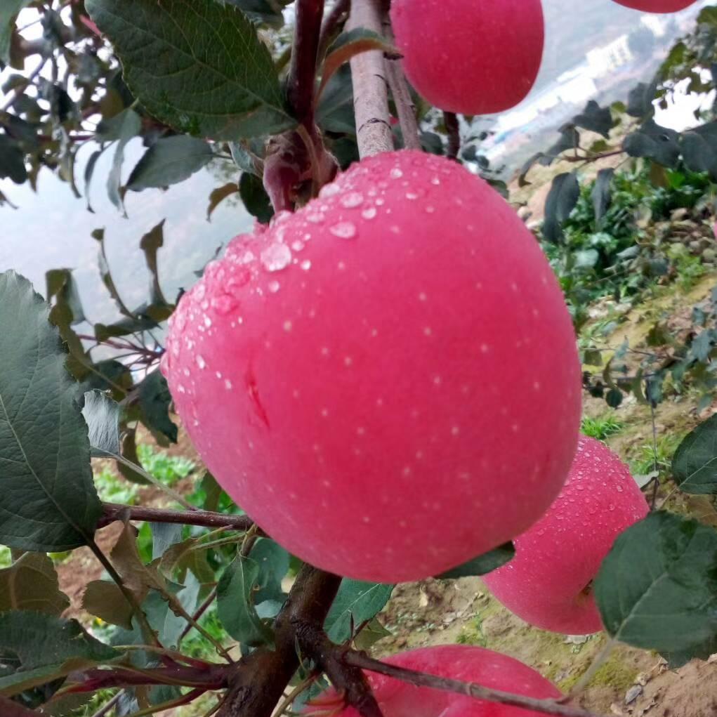 MrYahet