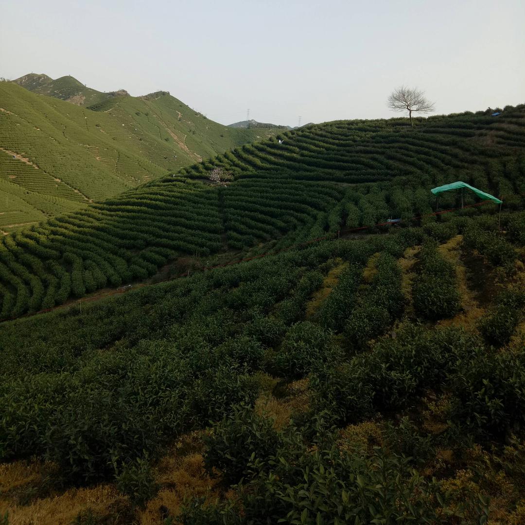 天天开心在火山😊