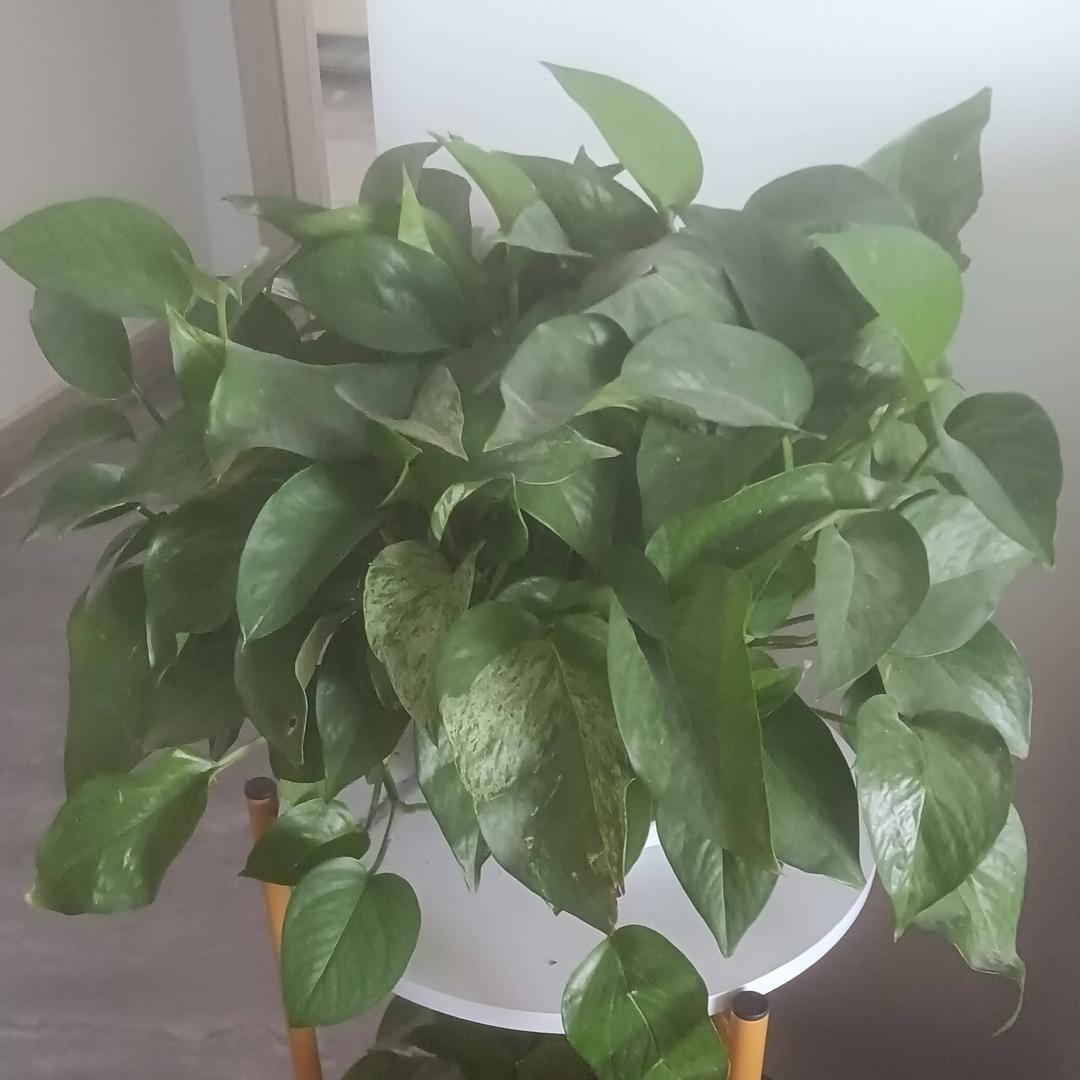 上火山无忧愁
