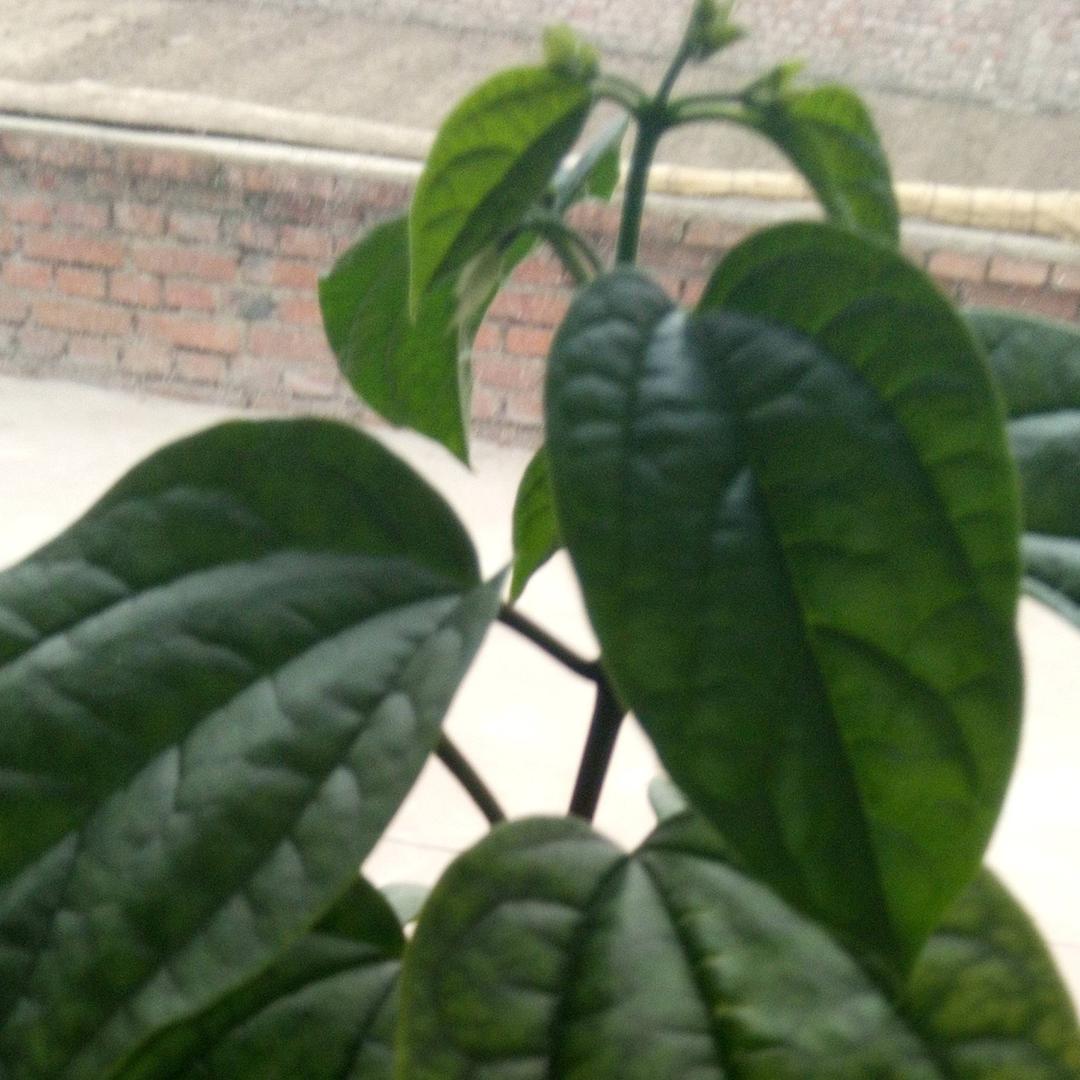 幸福老太太