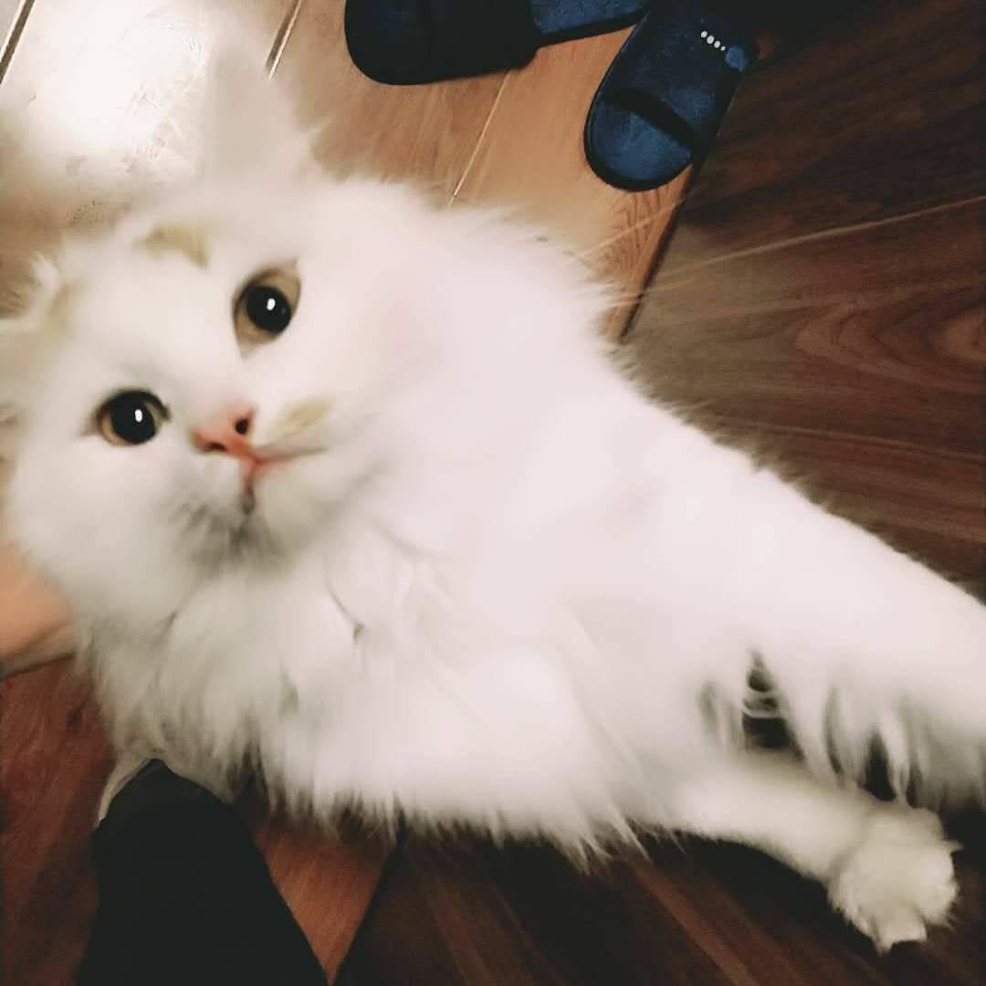 大白小可耐
