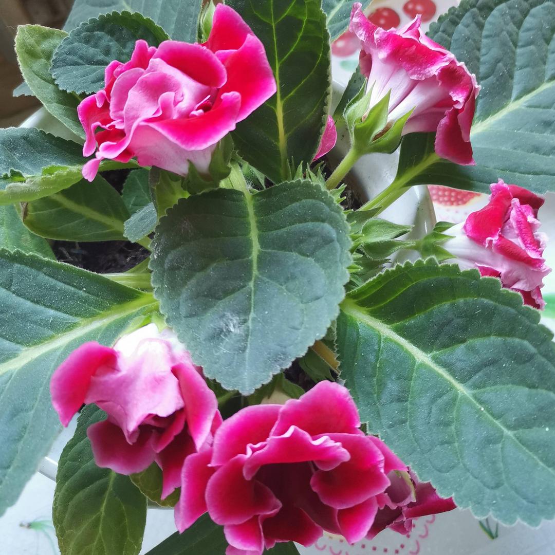 🌹春暖花开🌹