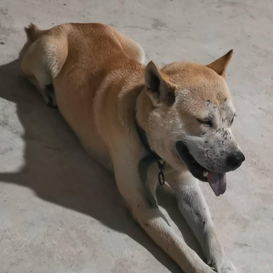 广西古老猎犬《阿胜》