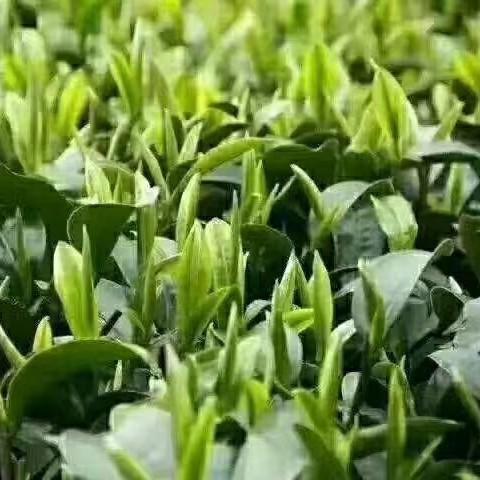 蒙顶茶韵源祥茶叶