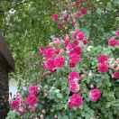 心态好一切都会好