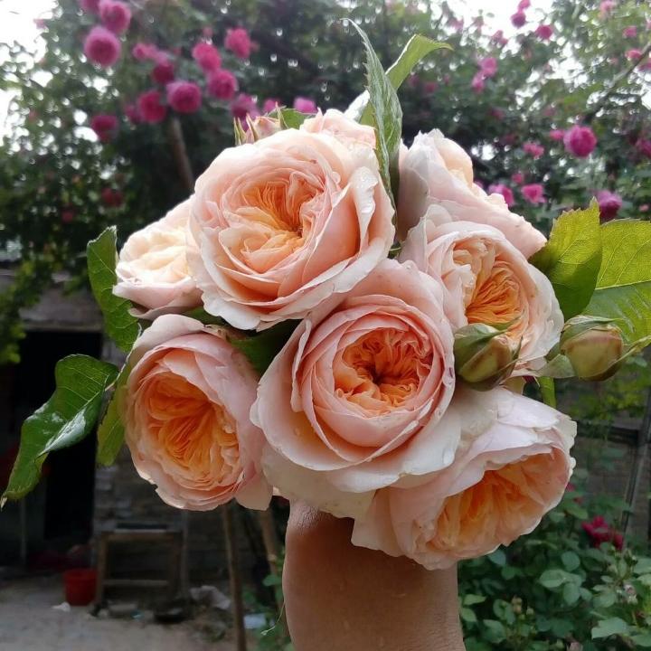 书香庭院的玉痕@抖音