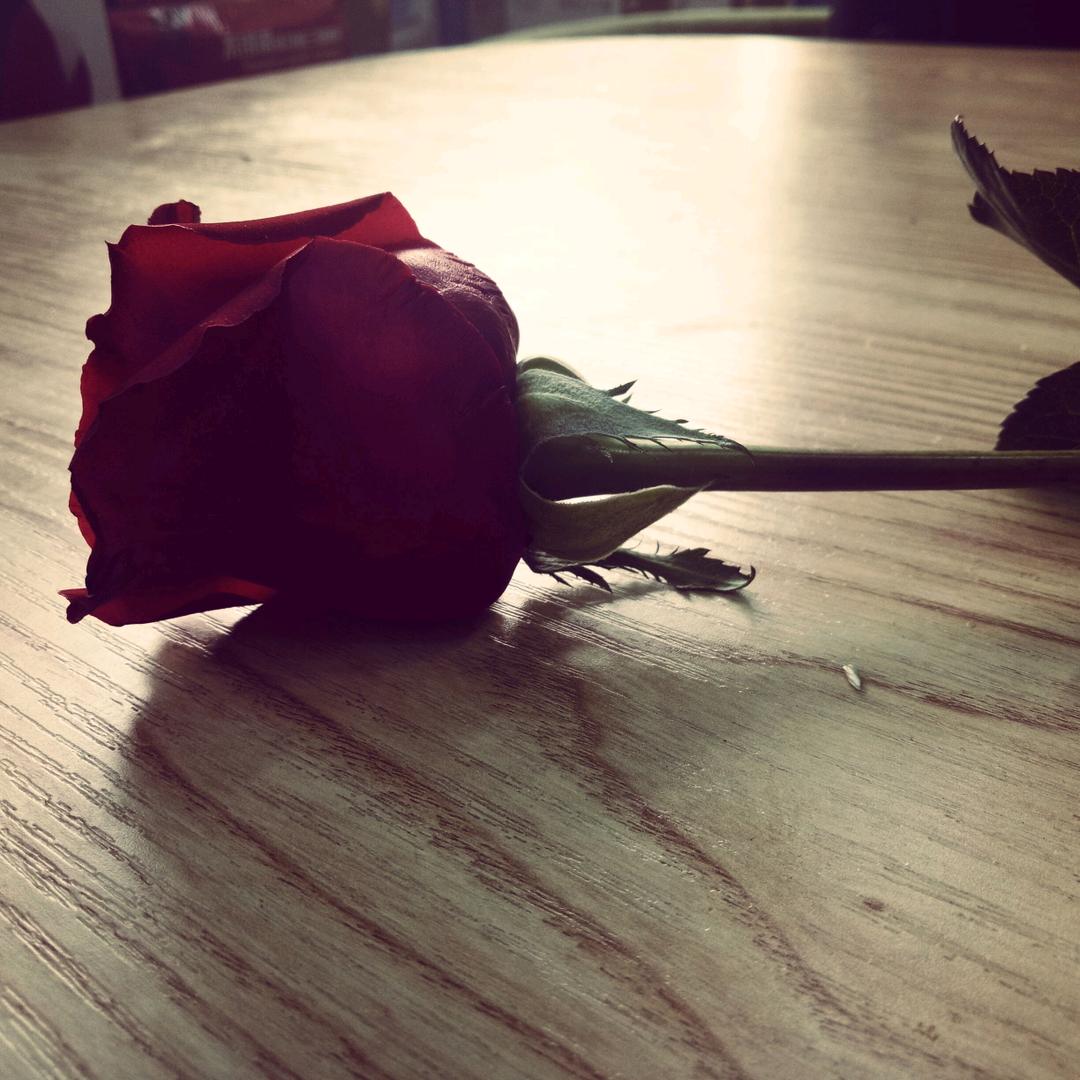 爱吃猕猴桃的橙子