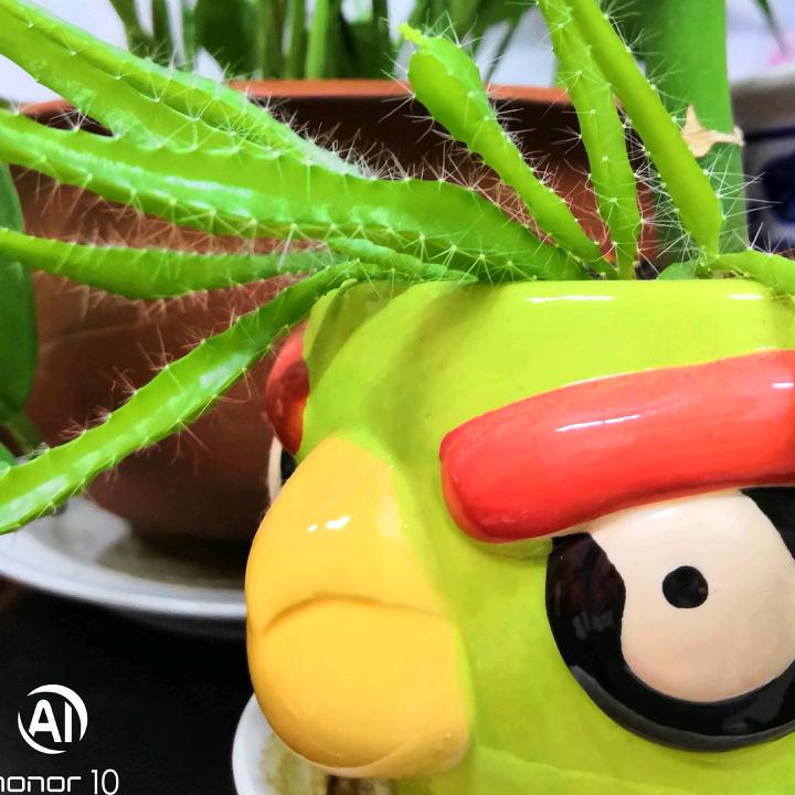 林 冰 雨 