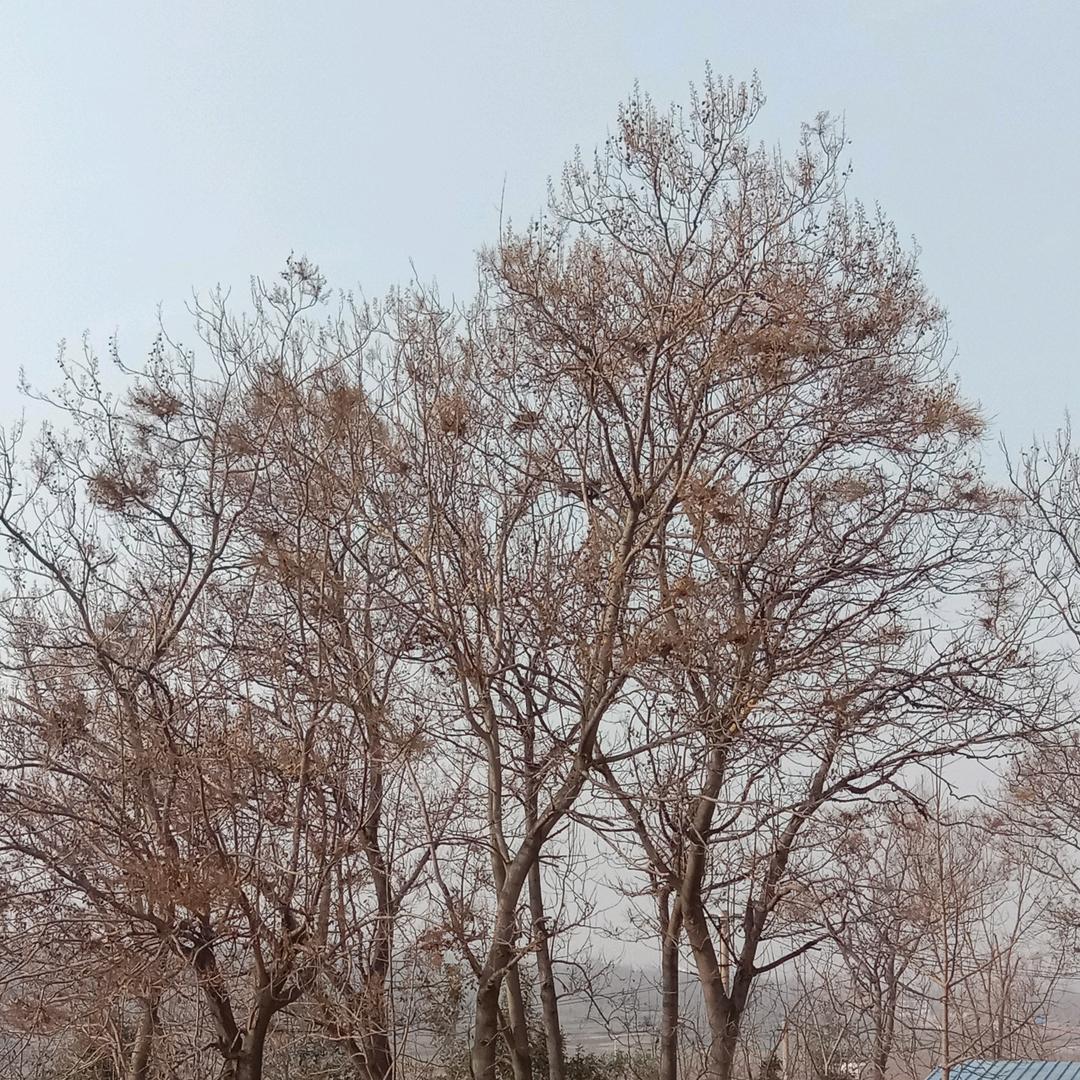 屈哥