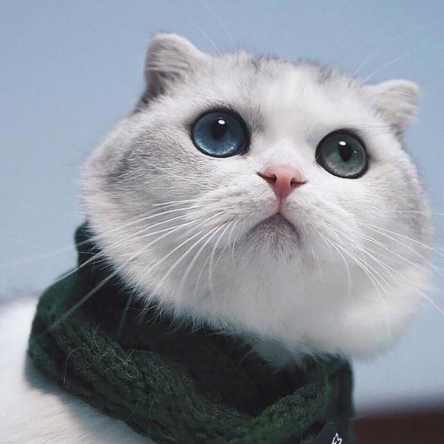 海棠朵朵🌈