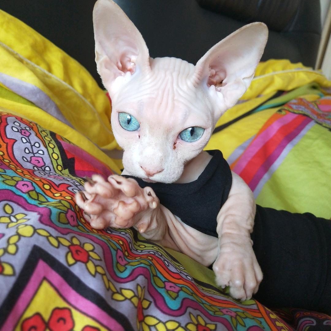 喵琦的猫没有毛