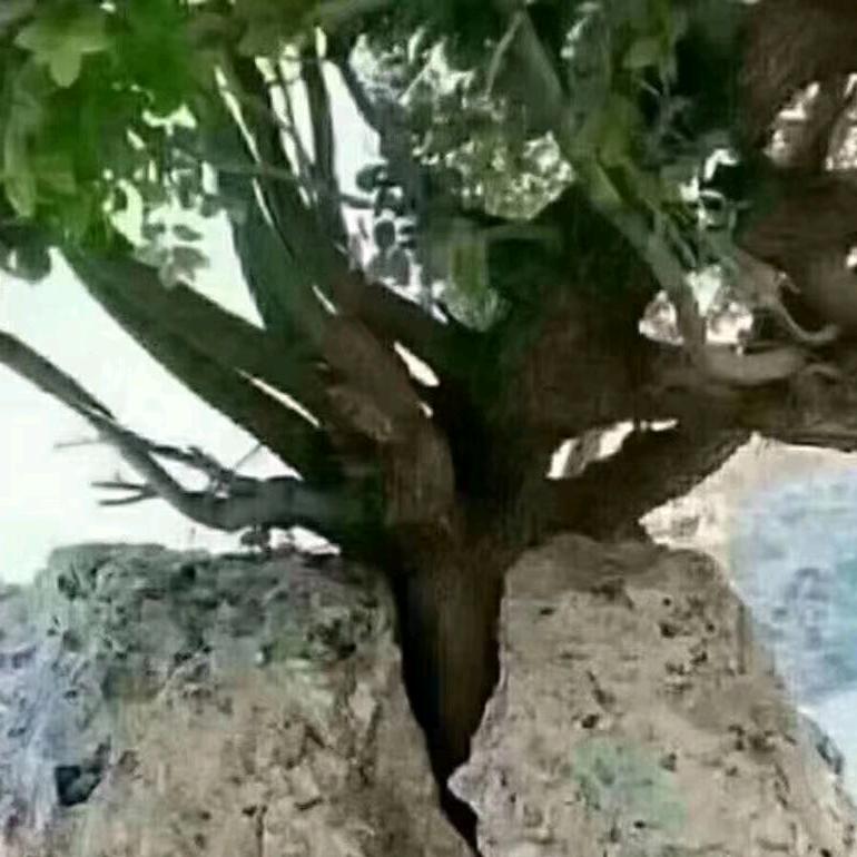 猛追湾