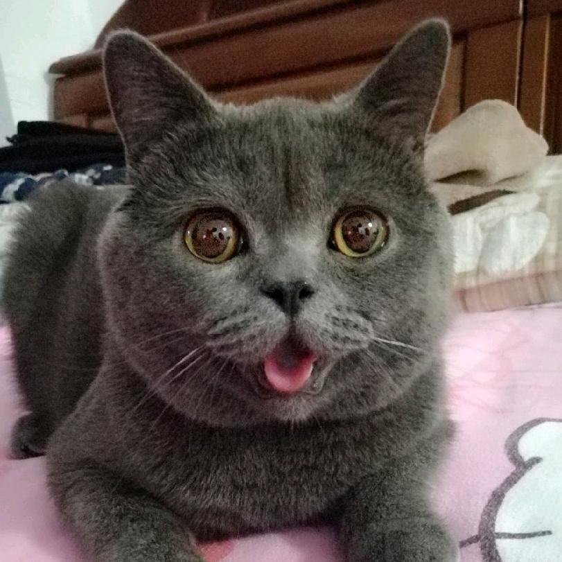 我是菠小萝@抖音