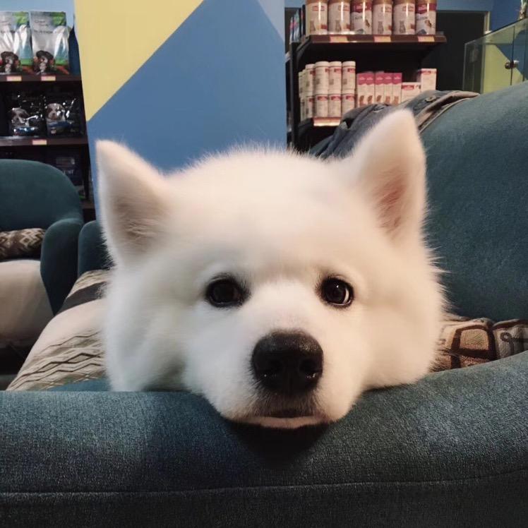 糖糖宠物生活馆