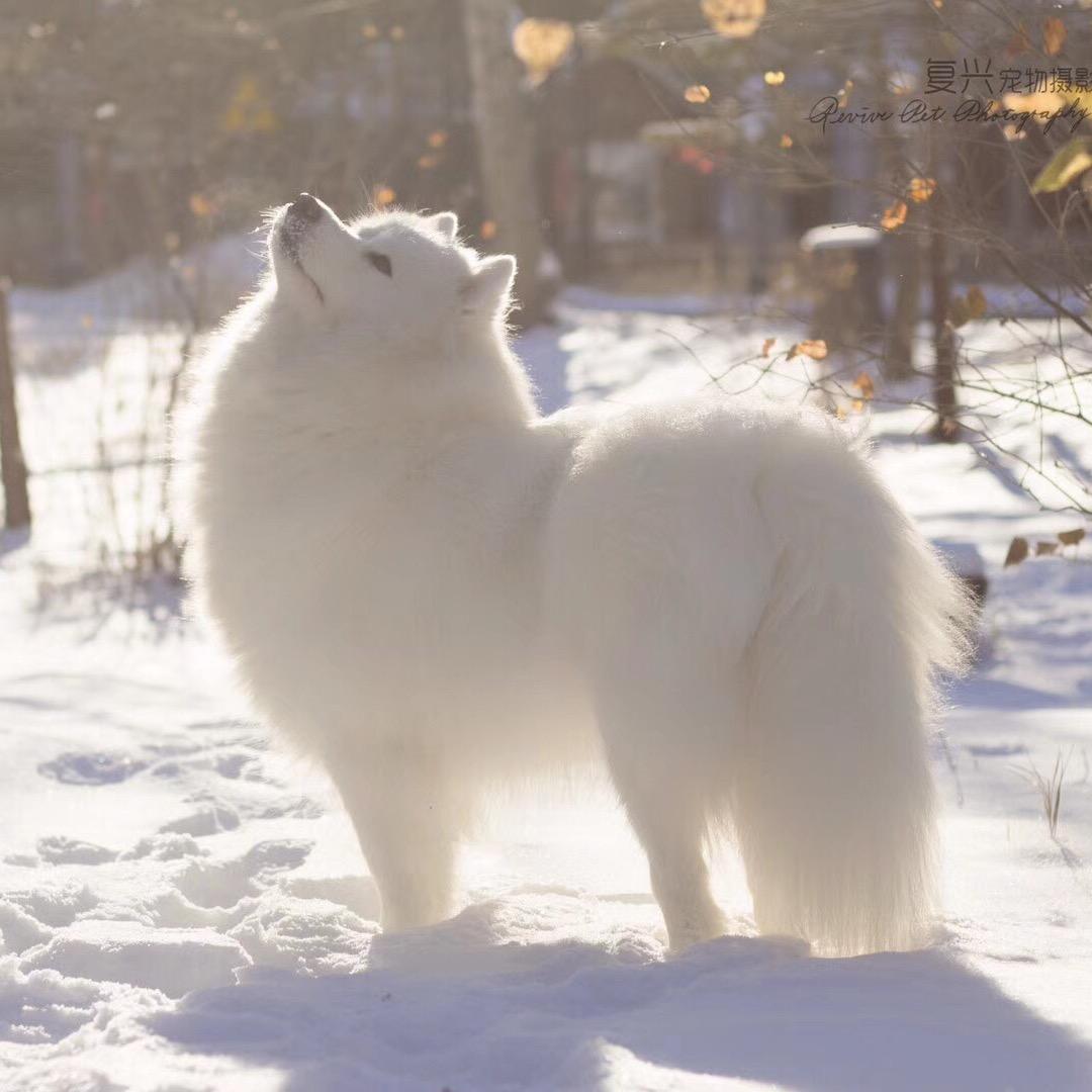 重生之开个宠物店