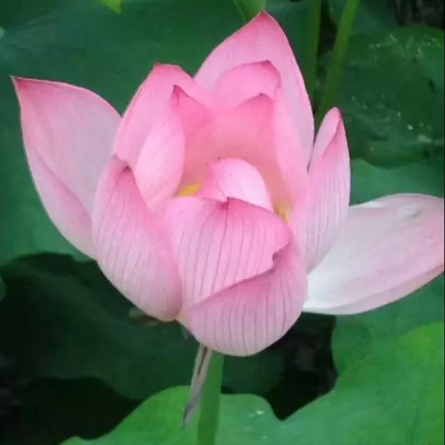 文静