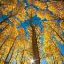 伯党五香牛肉生熟批发（回族）