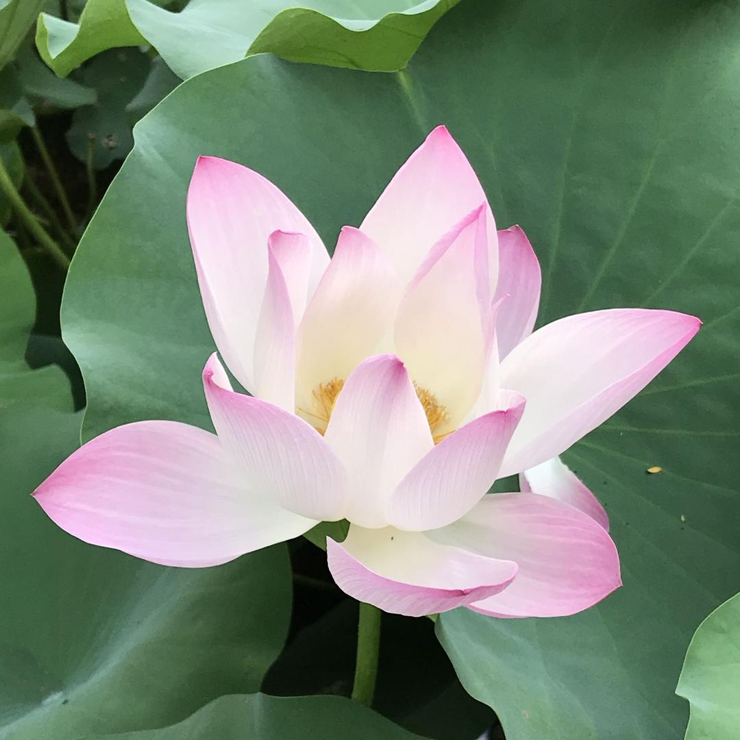 小仙女有矿