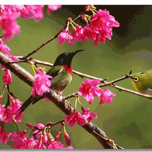 平淡一生🌹((拒绝连赞))