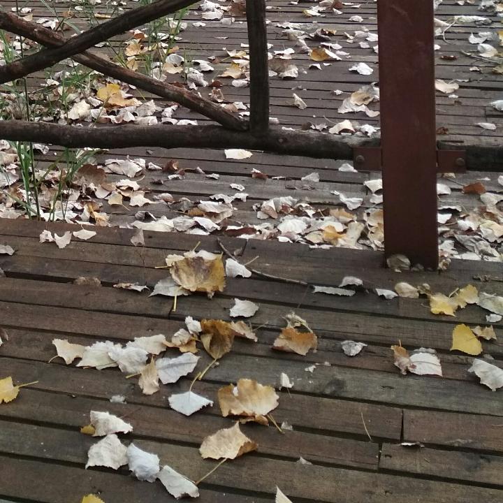 生如夏花