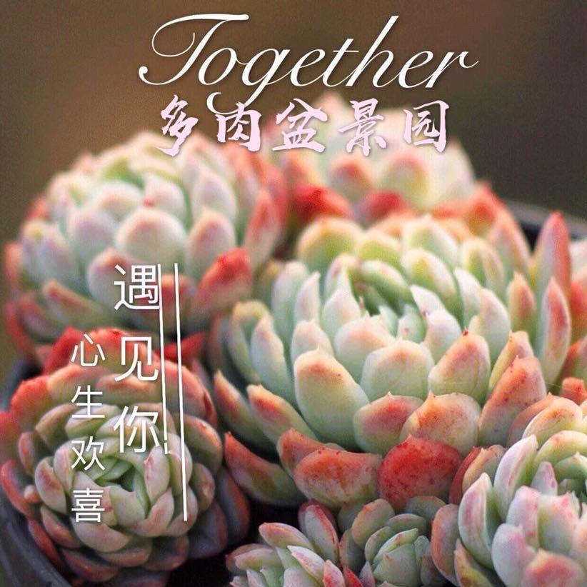养多肉的男孩
