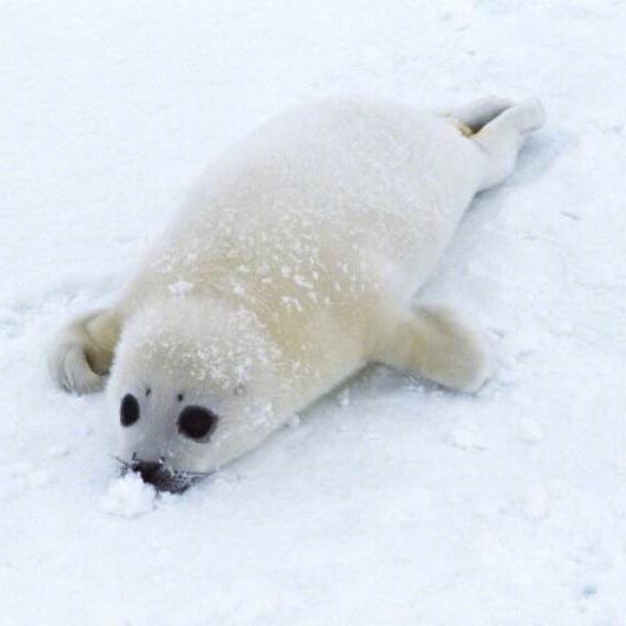 同花打不打得过full house