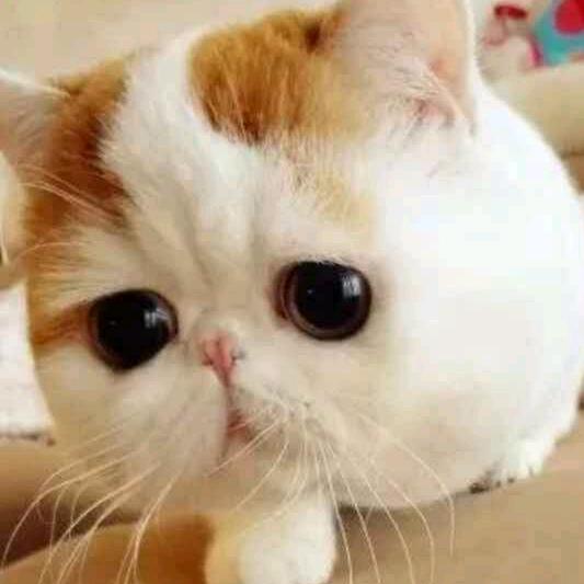 猫的高傲