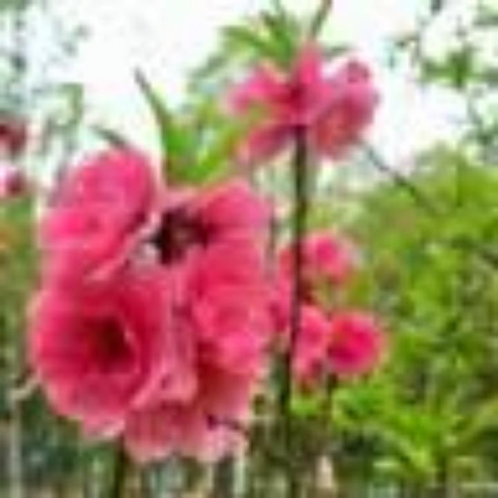 ღ᭄꧔ꦿ迎春花ꦿ₅₂ₒ᭄໊໊໊
