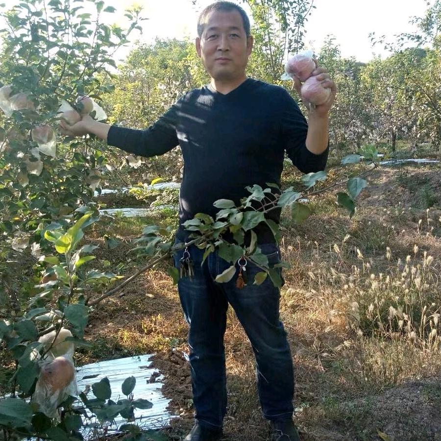 张冬季代发礼泉海螺袋装水泥