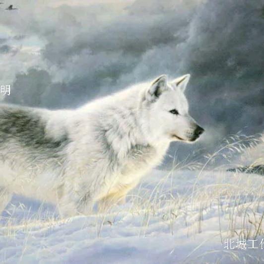 🌈草原浪子126🌈