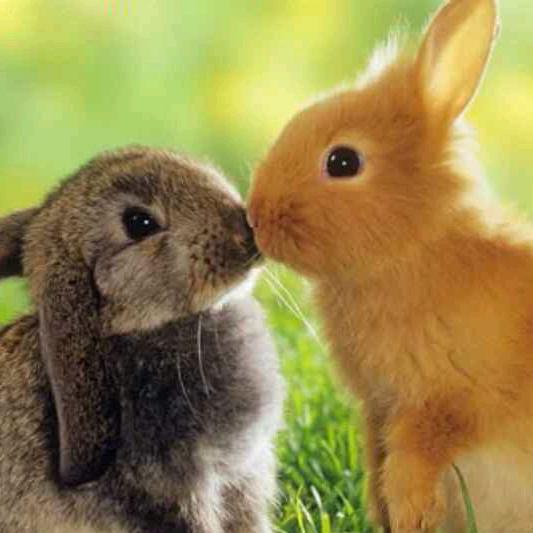 ꧁༻淡淡的小呆兔༺꧂