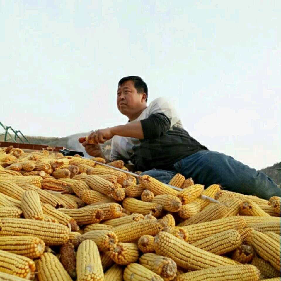 陕北玉米购销