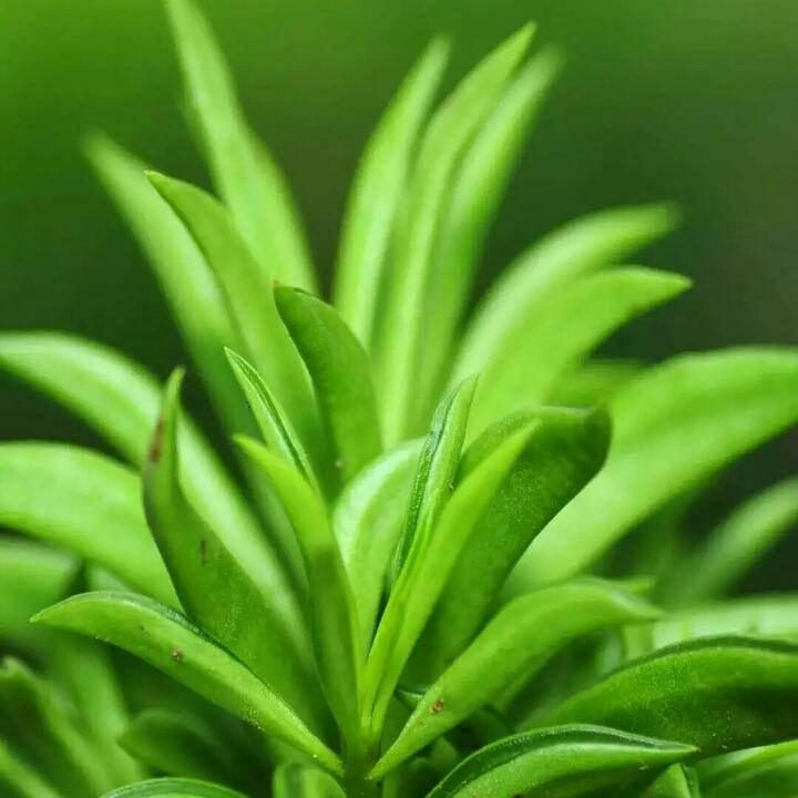 满天飞