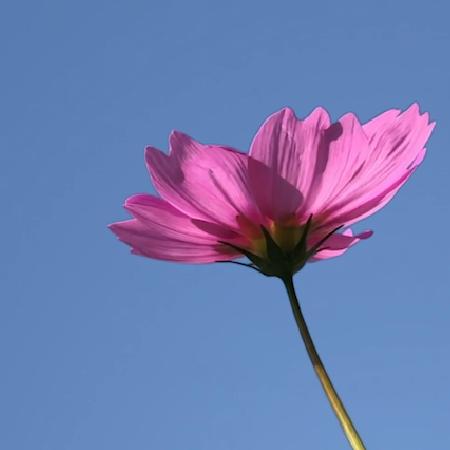 杨杨得意🍀🍀